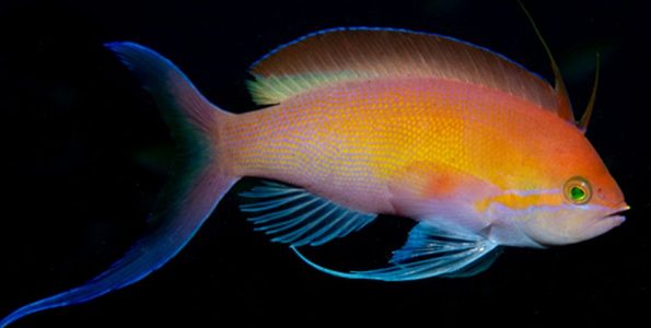 Carberryi Anthias (Nemanthias carberryi)