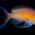 Carberryi Anthias (Nemanthias carberryi)
