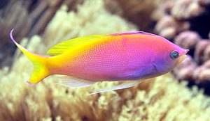 Carberryi Anthias (Nemanthias carberryi)