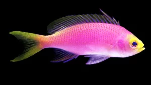 Resplendent Anthias (Pseudanthias pulcherrimus) female