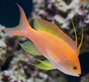 Carberryi Anthias (Nemanthias carberryi)