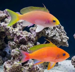 Resplendent Anthias (Pseudanthias pulcherrimus) pair