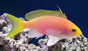 Resplendent Anthias (Pseudanthias pulcherrimus) female