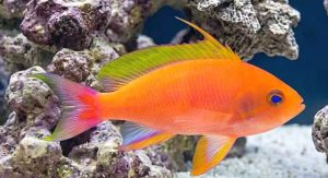 Resplendent Anthias (Pseudanthias pulcherrimus) male