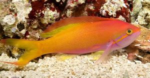 Carberryi Anthias (Nemanthias carberryi)