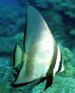 Adult Pinnatus Batfish (Platax pinnatus)