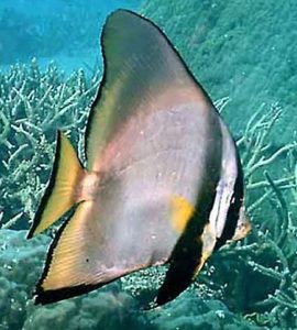 Adult Pinnatus Batfish (Platax pinnatus)
