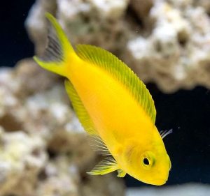 Canary Blenny (Meiacanthus oualanensis)