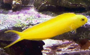 Canary Blenny (Meiacanthus oualanensis)