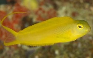 canary blenny (meiacanthus oualanensis)