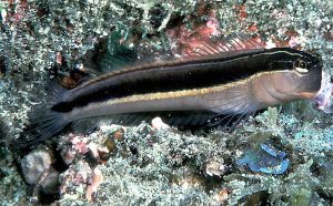 Lined Blenny (Ecsenius lineatus)