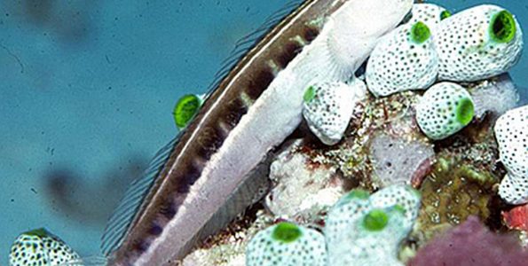 Lined Blenny (Ecsenius lineatus)