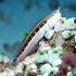 Lined Blenny (Ecsenius lineatus)