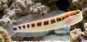 Lined Blenny (Ecsenius lineatus)