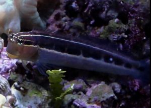 Lined Blenny (Ecsenius lineatus)