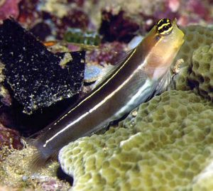Lined Blenny (Ecsenius lineatus)