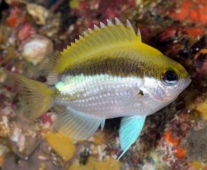 Okinawa Chromis (Chromis okamurai)