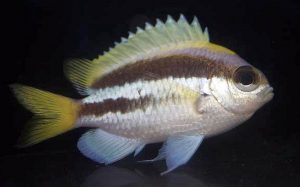 Okinawa Chromis (Chromis okamurai)