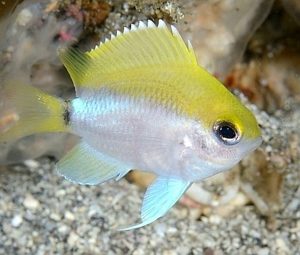 Okinawa Chromis (Chromis okamurai)