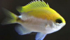 Okinawa Chromis (Chromis okamurai)