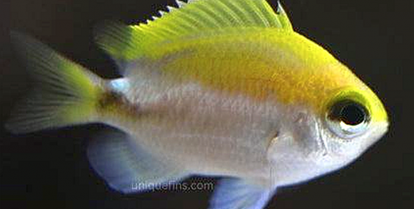 Okinawa Chromis (Chromis okamurai)