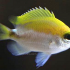 Okinawa Chromis (Chromis okamurai)