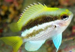 Okinawa Chromis (Chromis okamurai)