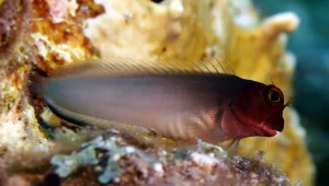 Redlip Blenny (Ophioblennius atlanticus)
