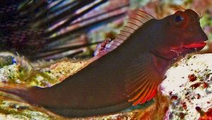 Redlip Blenny (Ophioblennius atlanticus)
