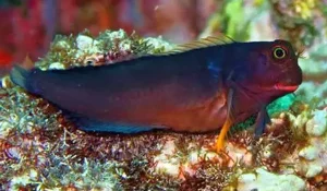Redlip Blenny (Ophioblennius atlanticus)