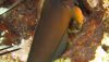 Redlip Blenny (Ophioblennius atlanticus)