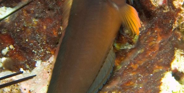 Redlip Blenny (Ophioblennius atlanticus)