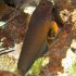 Redlip Blenny (Ophioblennius atlanticus)