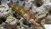 Rhino Blenny (Paraclinus marmoratus)