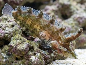 Rhino Blenny (Paraclinus marmoratus)