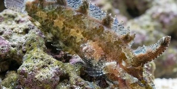 Rhino Blenny (Paraclinus marmoratus)