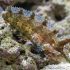 Rhino Blenny (Paraclinus marmoratus)