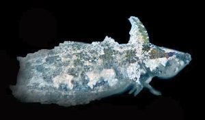 Rhino Blenny (Paraclinus marmoratus)