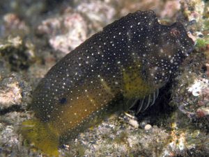 Starry Blenny (Salarias ramosus)