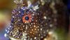 Starry Blenny (Salarias ramosus)