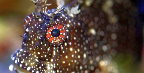 Starry Blenny (Salarias ramosus)