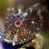 Starry Blenny (Salarias ramosus)