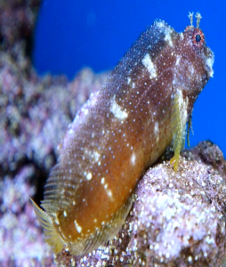 Starry Blenny (Salarias ramosus)