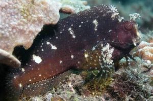 Starry Blenny (Salarias ramosus)