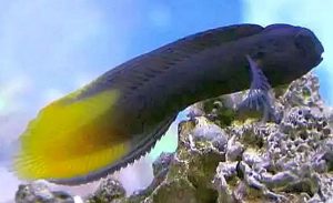 Flametail Blenny (Enchelyurus flavipes)