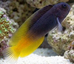 Flametail Blenny (Enchelyurus flavipes)