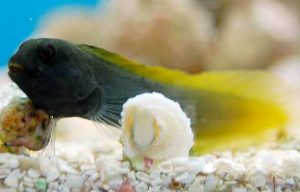 Flametail Blenny (Enchelyurus flavipes)
