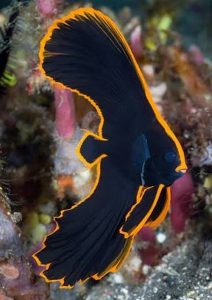 juvenile Pinnatus Batfish (Platax pinnatus)