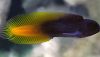 Flametail Blenny (Enchelyurus flavipes) Flametail Blenny (Enchelyurus flavipes)