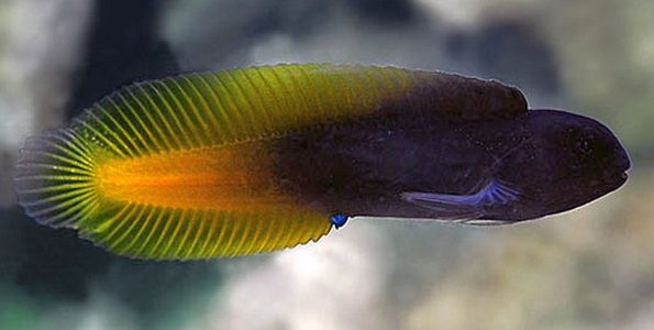 Flametail Blenny (Enchelyurus flavipes)